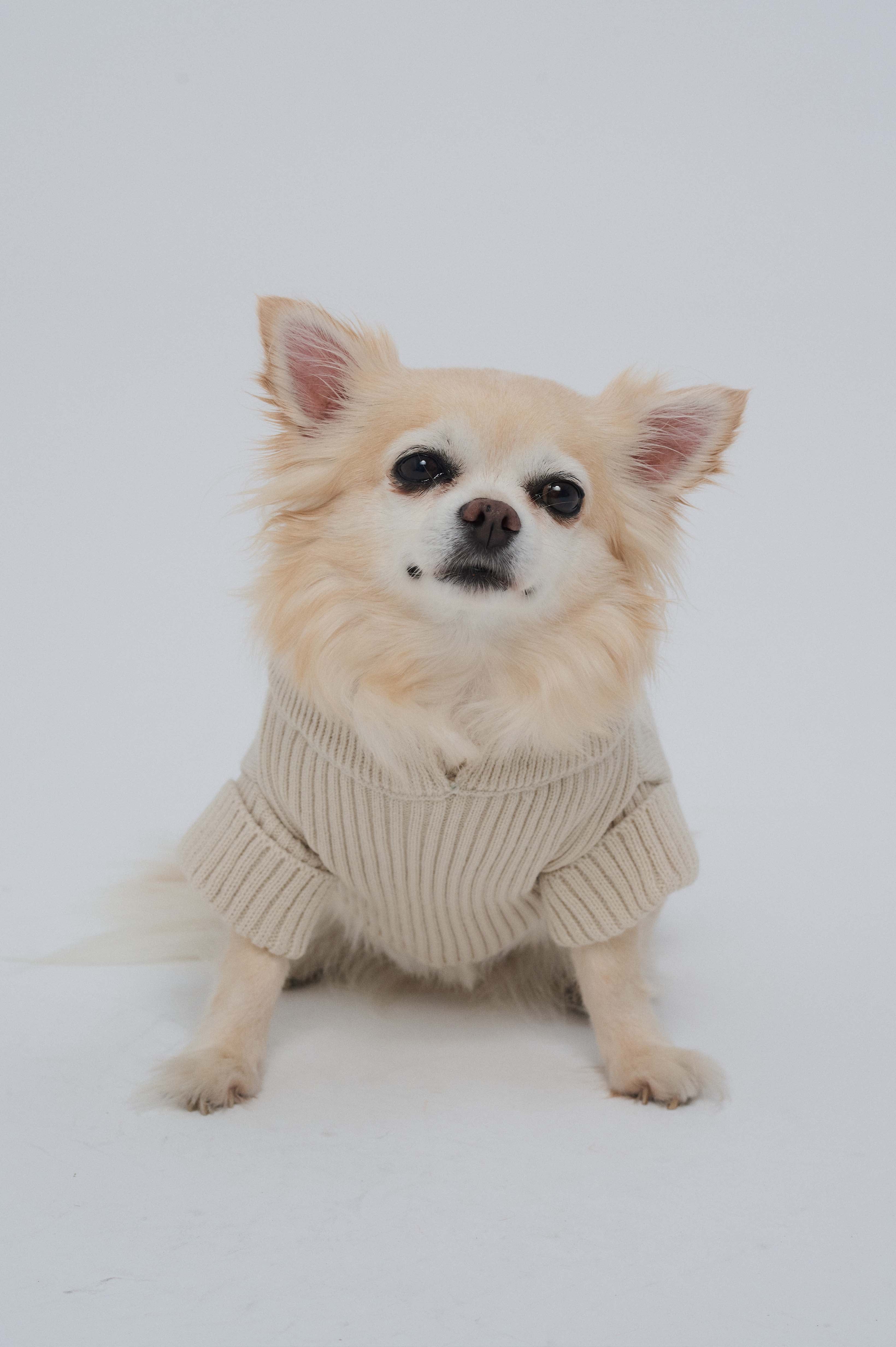 SWEATER OASIS