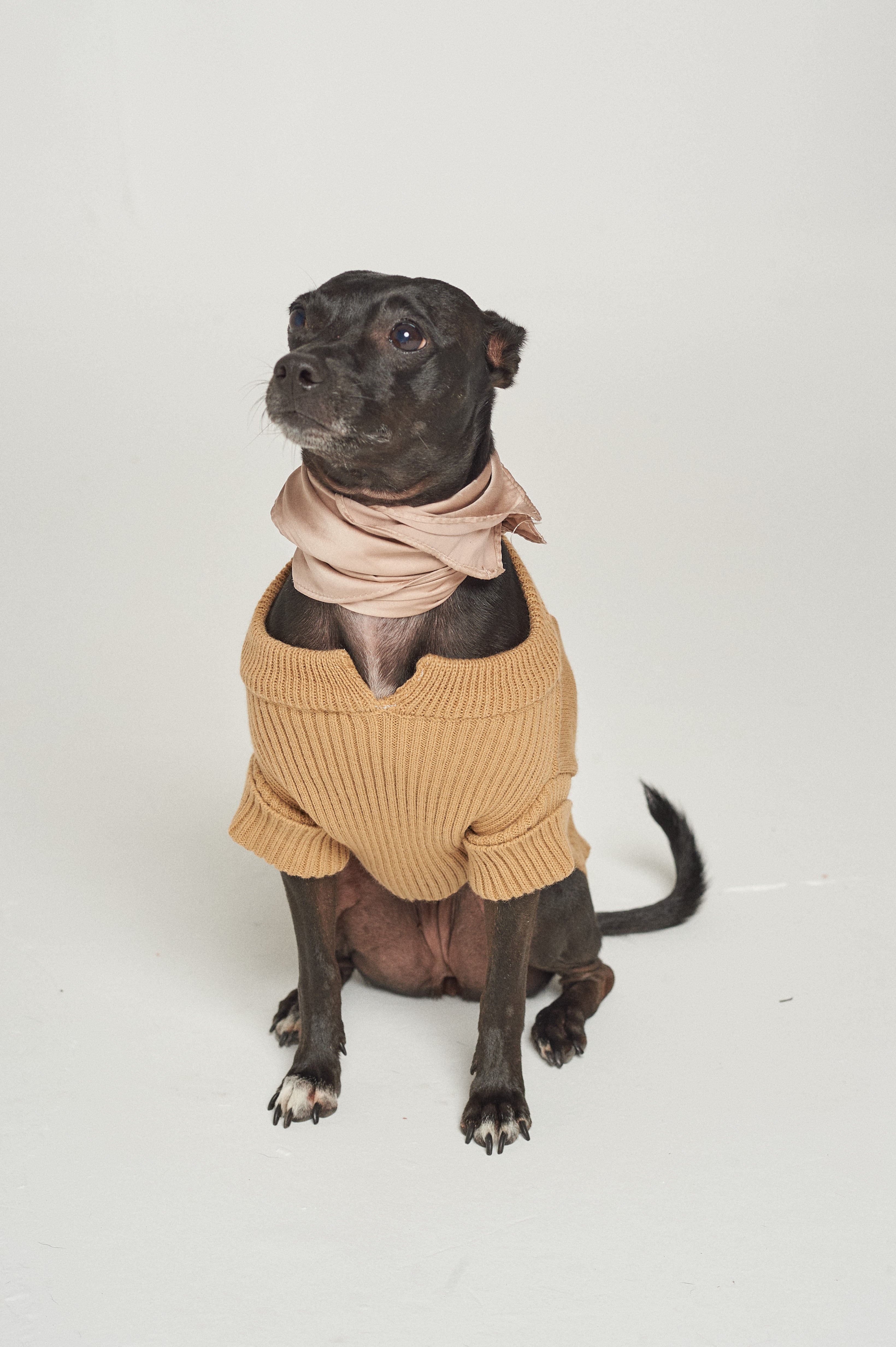 SWEATER PUPPY AGNES CAMEL